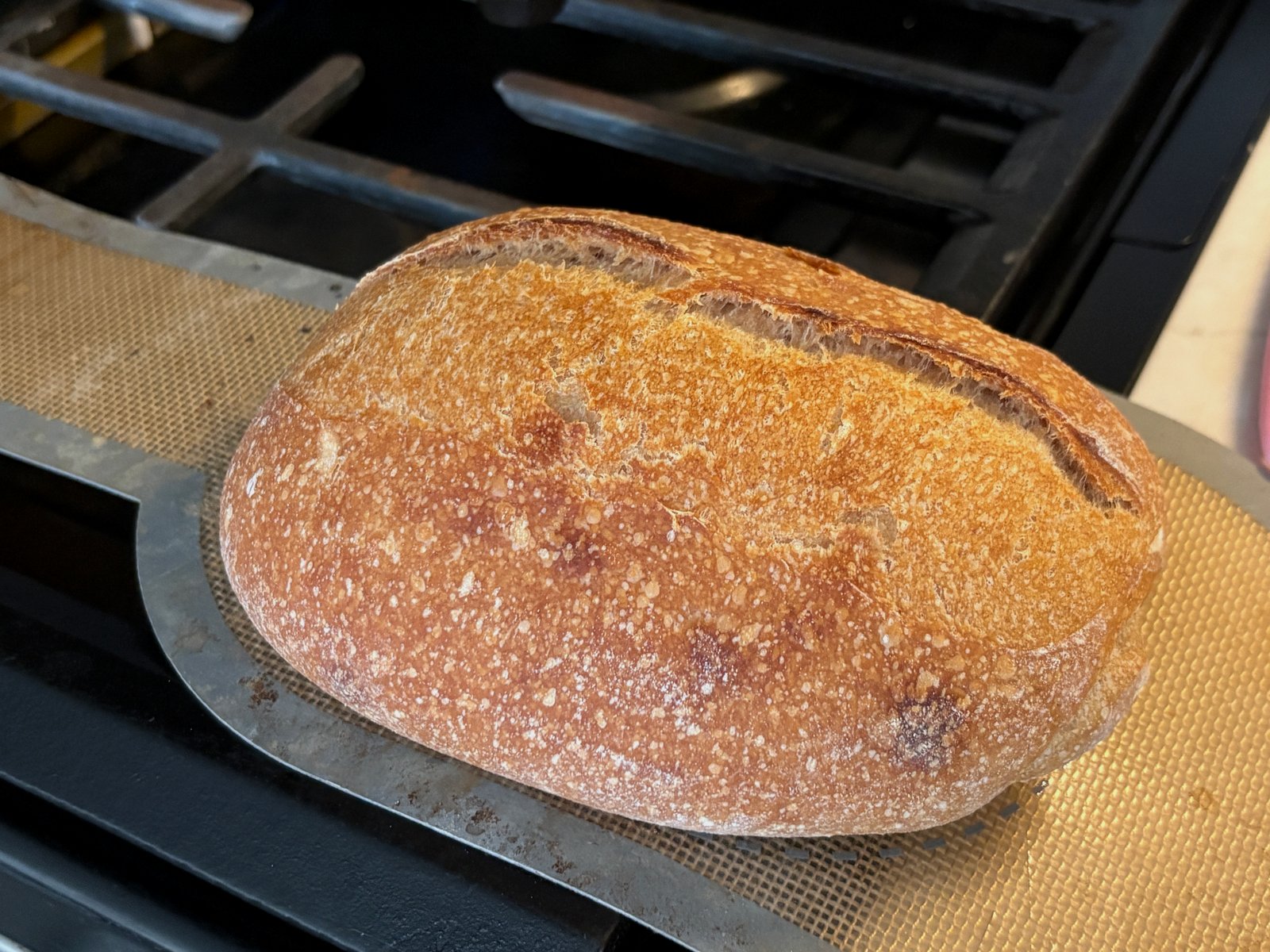 Baked sourdough loaf on the counter showing a flat profile and blistered crust after baking directly on the Dutch oven floor
